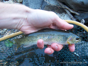 Native Trout Fly Fishing