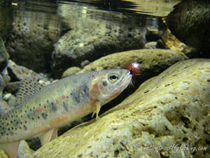 Native Trout Fly Fishing