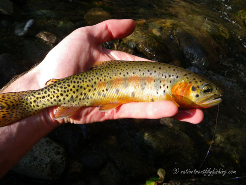 Native Trout Fly Fishing