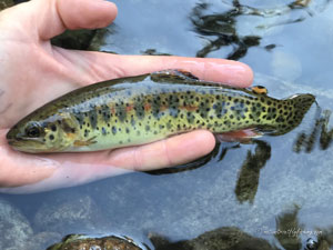 Native Trout Fly Fishing