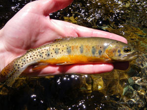 Native Trout Fly Fishing