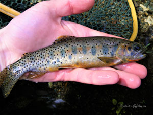 Native Trout Fly Fishing