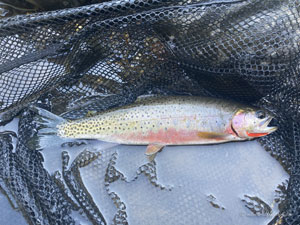 Native Trout Fly Fishing