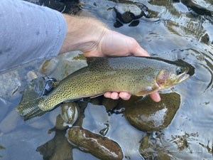 Native Trout Fly Fishing