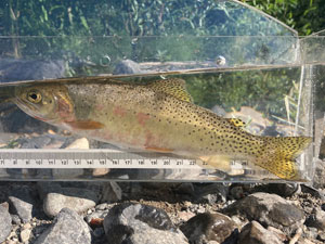 Native Trout Fly Fishing