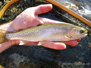 Native Trout Fly Fishing