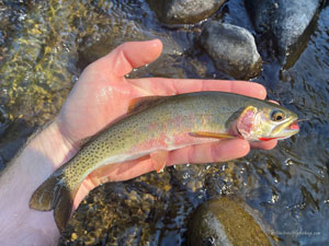 Native Trout Fly Fishing