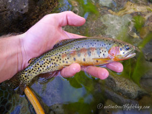 Native Trout Fly Fishing