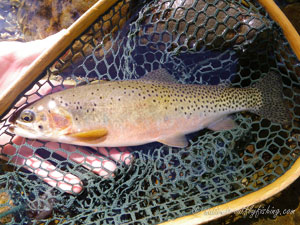 Native Trout Fly Fishing