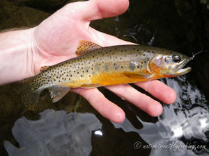 Native Trout Fly Fishing