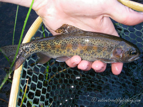 Native Trout Fly Fishing