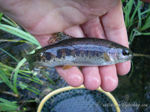 Native Trout Fly Fishing