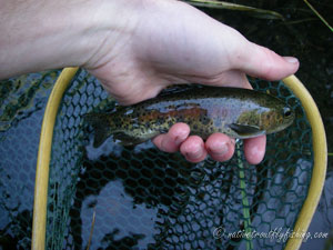 Native Trout Fly Fishing