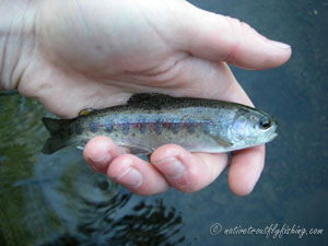 Native Trout Fly Fishing