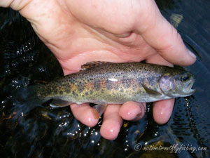 Native Trout Fly Fishing