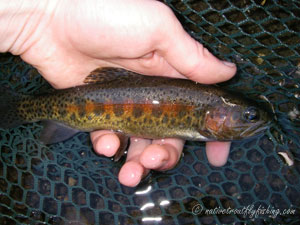 Native Trout Fly Fishing