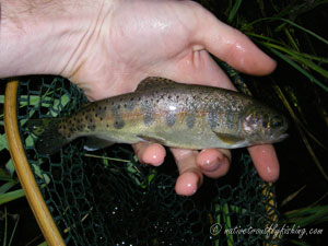 Native Trout Fly Fishing