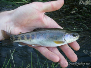 Native Trout Fly Fishing