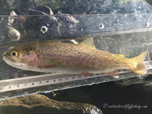 Native Trout Fly Fishing