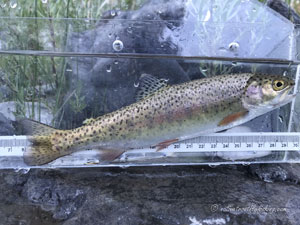 Native Trout Fly Fishing