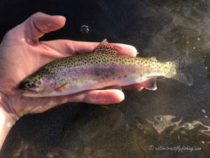 Native Trout Fly Fishing