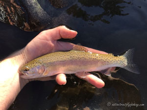 Native Trout Fly Fishing