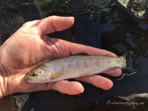 Native Trout Fly Fishing