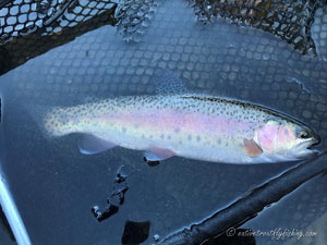 Native Trout Fly Fishing