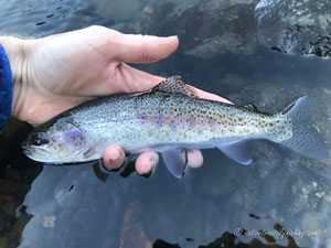 Native Trout Fly Fishing