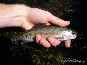 Native Trout Fly Fishing