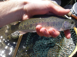 Native Trout Fly Fishing