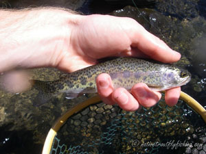 Native Trout Fly Fishing