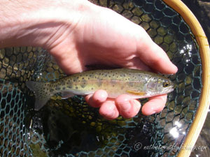 Native Trout Fly Fishing