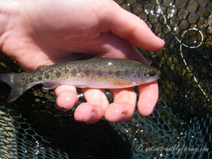 Native Trout Fly Fishing