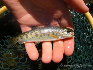 Native Trout Fly Fishing