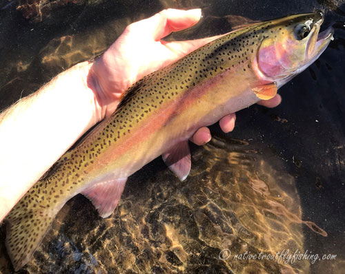 Native Trout Fly Fishing