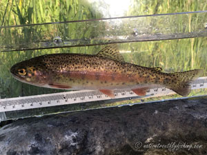 Native Trout Fly Fishing