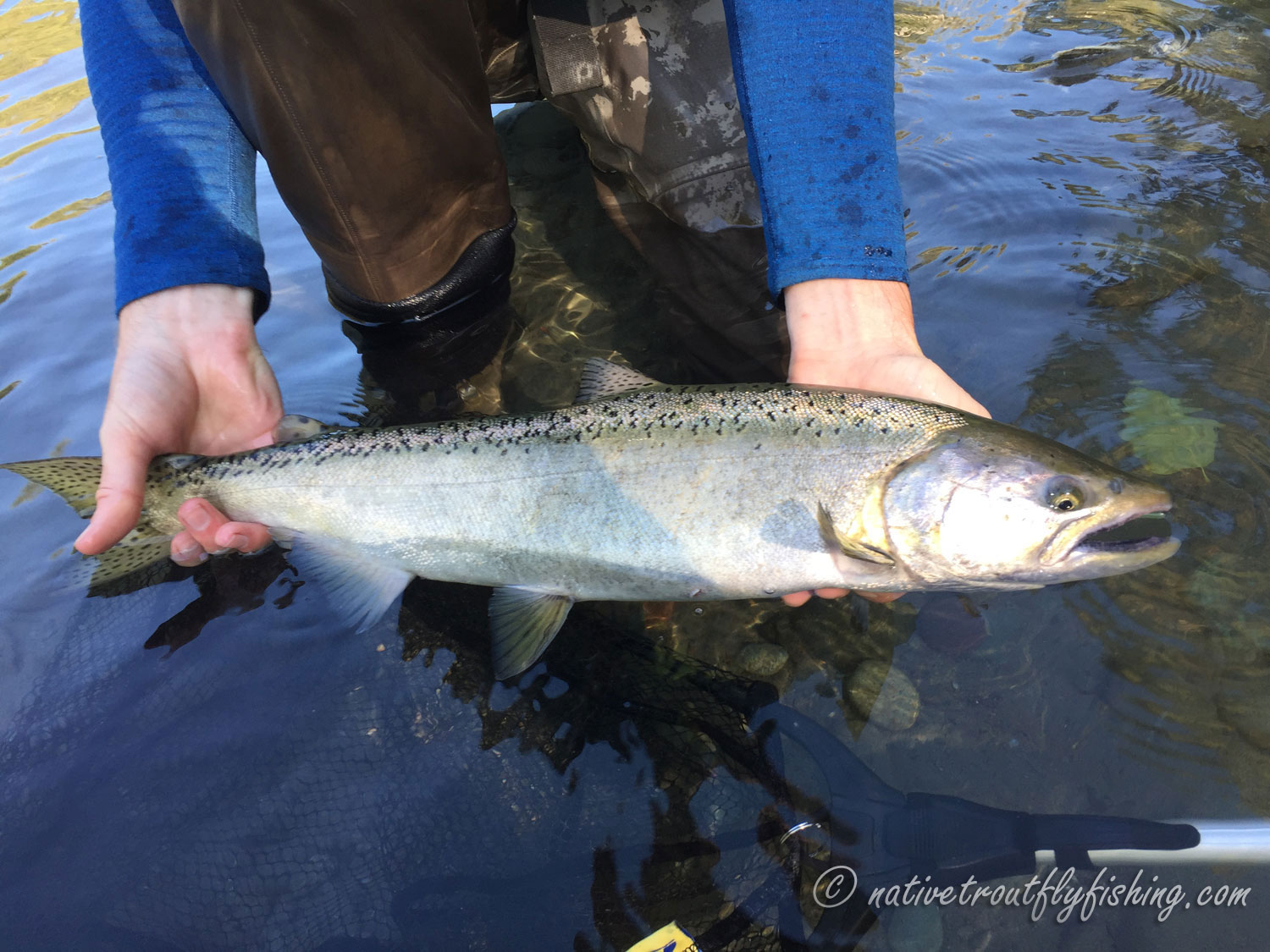 BC salmon fishing - Species of Pacific BC salmon - Chinook salmon