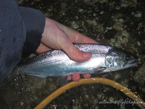 Native Trout Fly Fishing