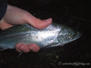 Native Trout Fly Fishing