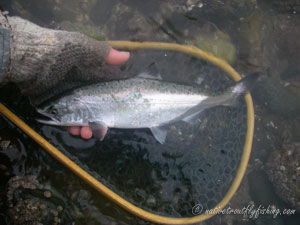 Native Trout Fly Fishing