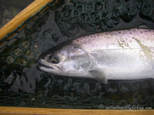 Native Trout Fly Fishing