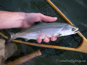 Native Trout Fly Fishing