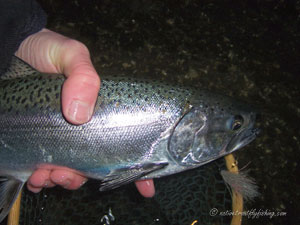 Native Trout Fly Fishing