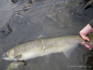 Native Trout Fly Fishing