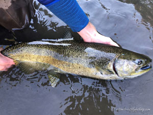 Native Trout Fly Fishing