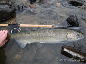 Native Trout Fly Fishing