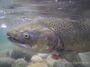 Native Trout Fly Fishing