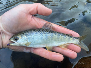 Native Trout Fly Fishing