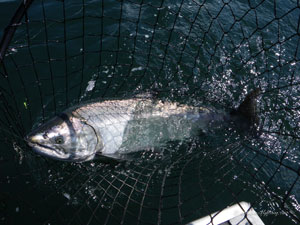 Native Trout Fly Fishing